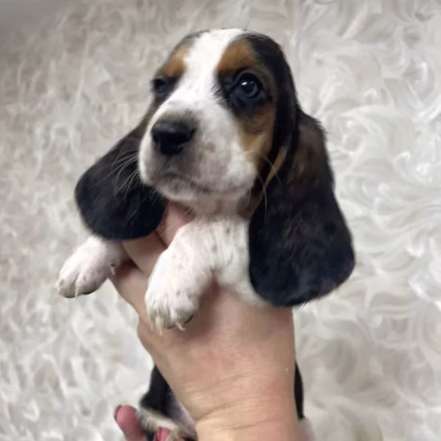 Basset Hound Girl Looking for a Home in Texas (TX)
