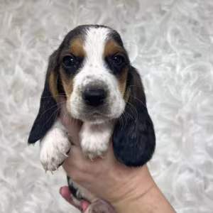 Basset Hound Girl Looking for a Home in Texas (TX)
