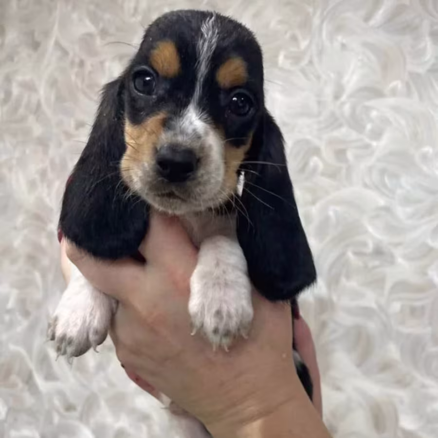 Basset Hound Girl Looking for a Home in Texas (TX)