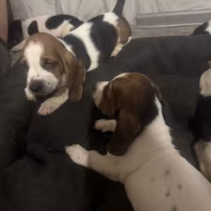 Two Basset Hound Boys Looking for a Home in Texas (TX)