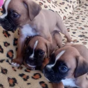 Boxer Puppies for Sale in Illinois (IL)