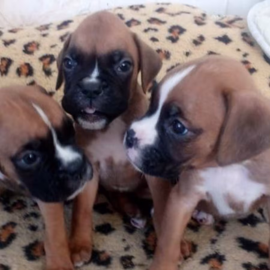 Boxer Puppies for Sale in Illinois (IL)