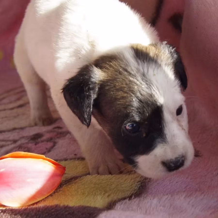 Boxer Girl for Sale in Florida (FL)
