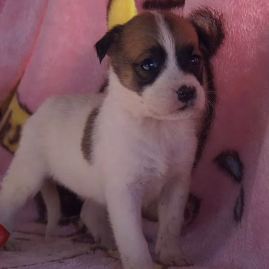 Boxer Girl for Sale in Florida (FL)