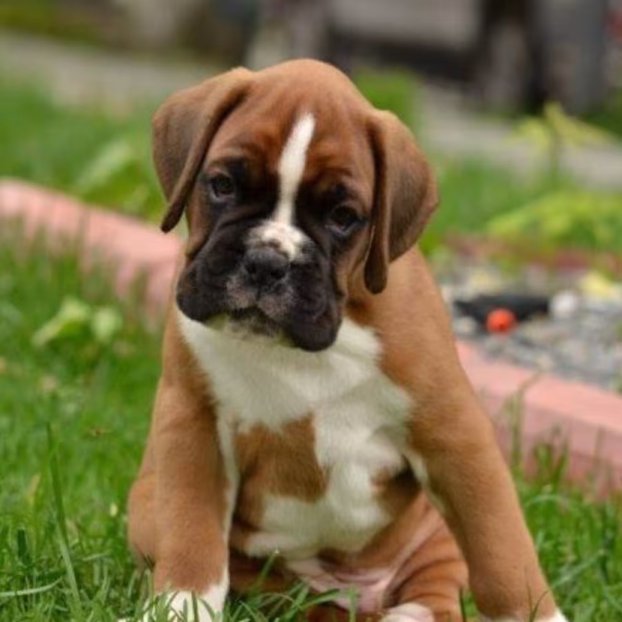 Two Boxer Puppies for Sale in California (CA)