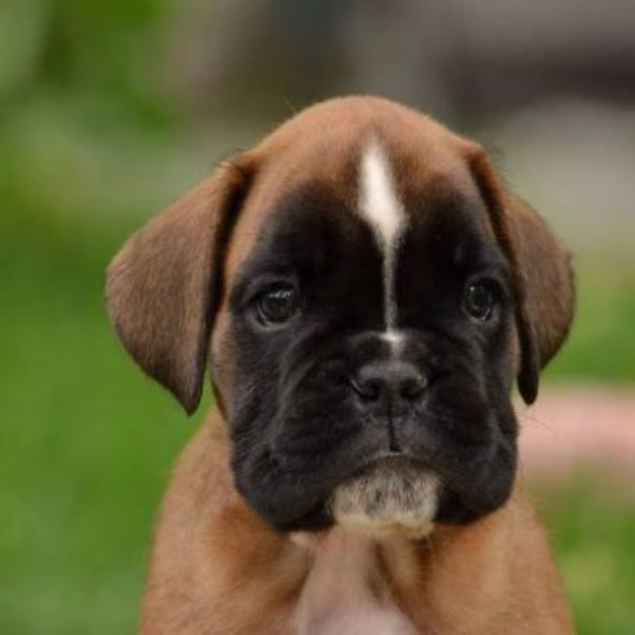 Two Boxer Puppies for Sale in California (CA)