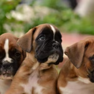 Two Boxer Puppies for Sale in California (CA)