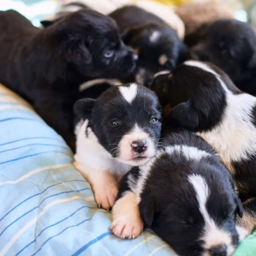 Collie Puppies for Sale in Michigan (MI)
