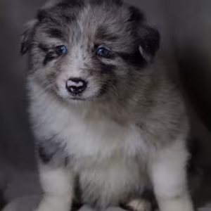 Collie Girl for Sale in Texas (TX)