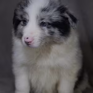 Collie Girl for Sale in Texas (TX)