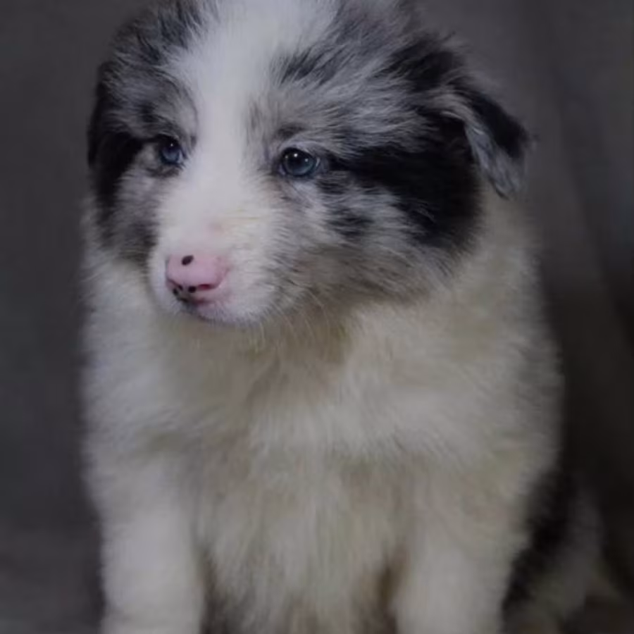 Collie Girl for Sale in Texas (TX)