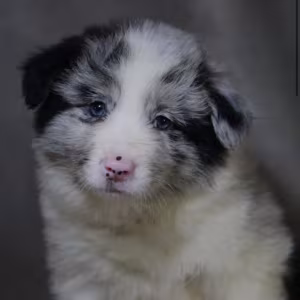 Collie Girl for Sale in Texas (TX)