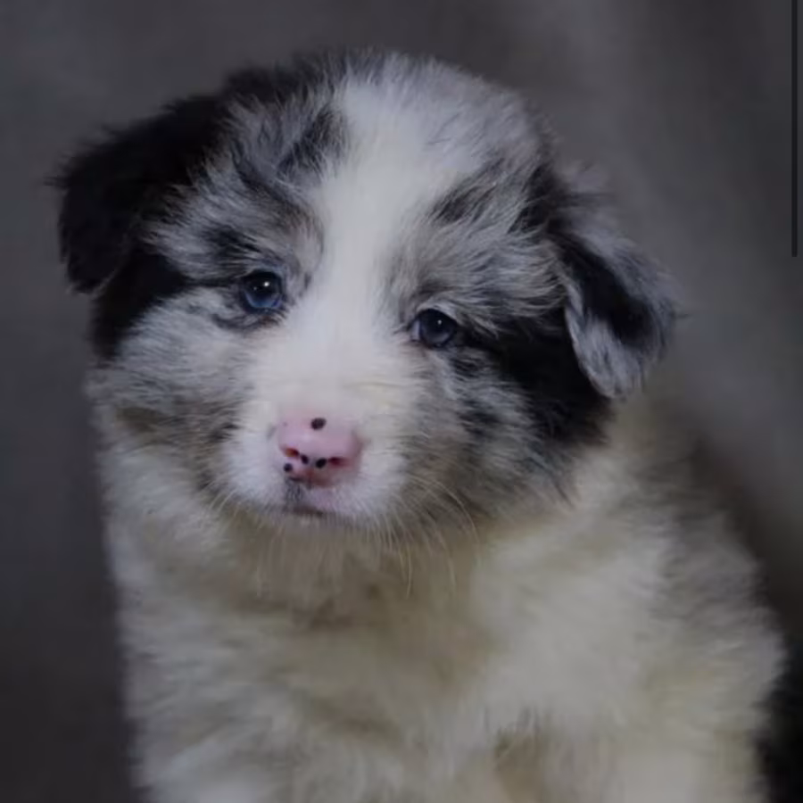 Collie Girl for Sale in Texas (TX)