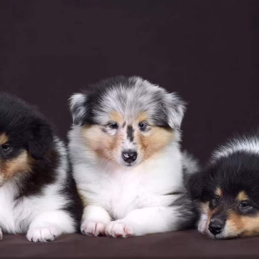 Collie Brother and Sister Looking for Homes in California (CA)