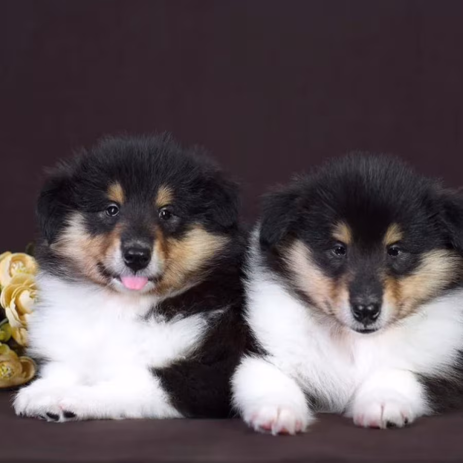 Collie Brother and Sister Looking for Homes in California (CA)