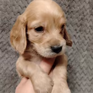 Cocker Spaniel Puppies for Sale in Florida (FL)