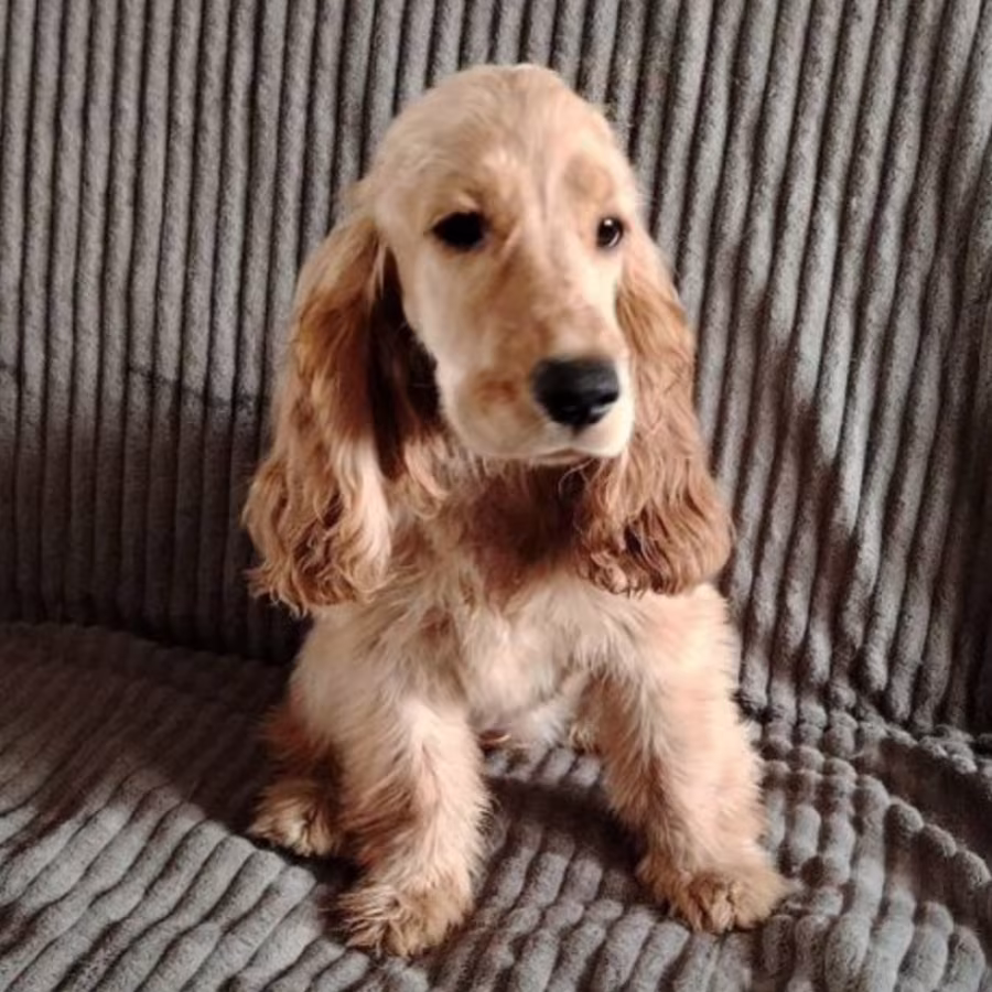 Cocker Spaniel Puppies for Sale in Florida (FL)