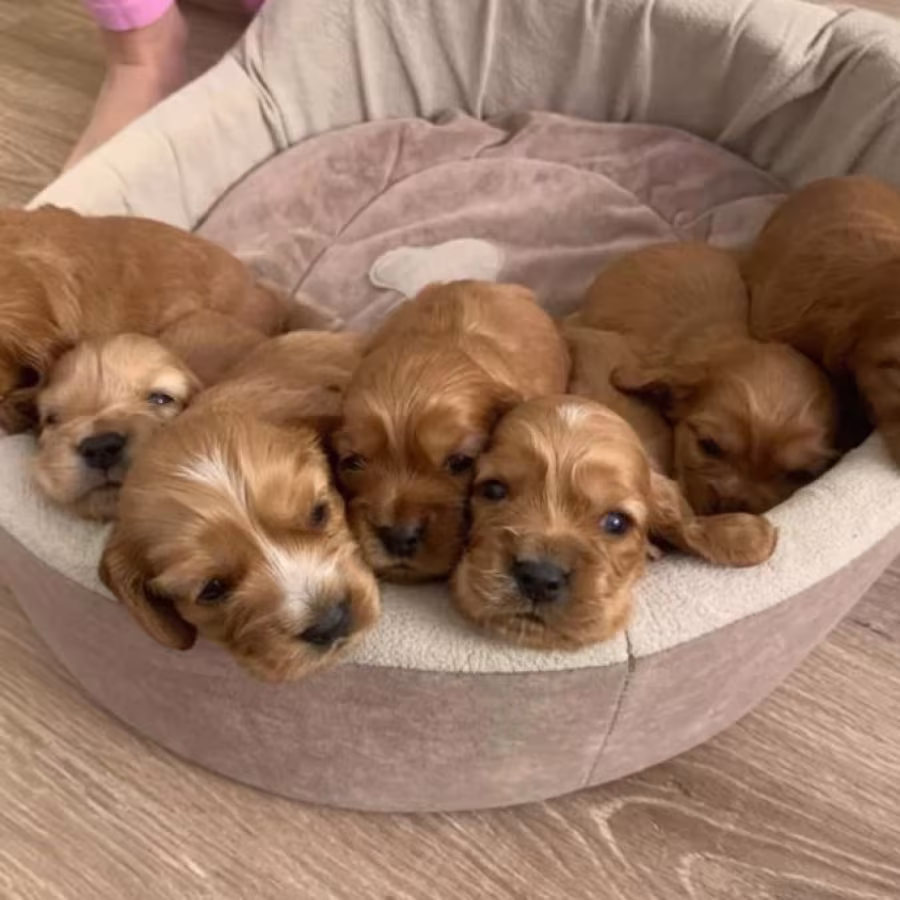 Cocker Spaniel Puppies for Sale in New York (NY)