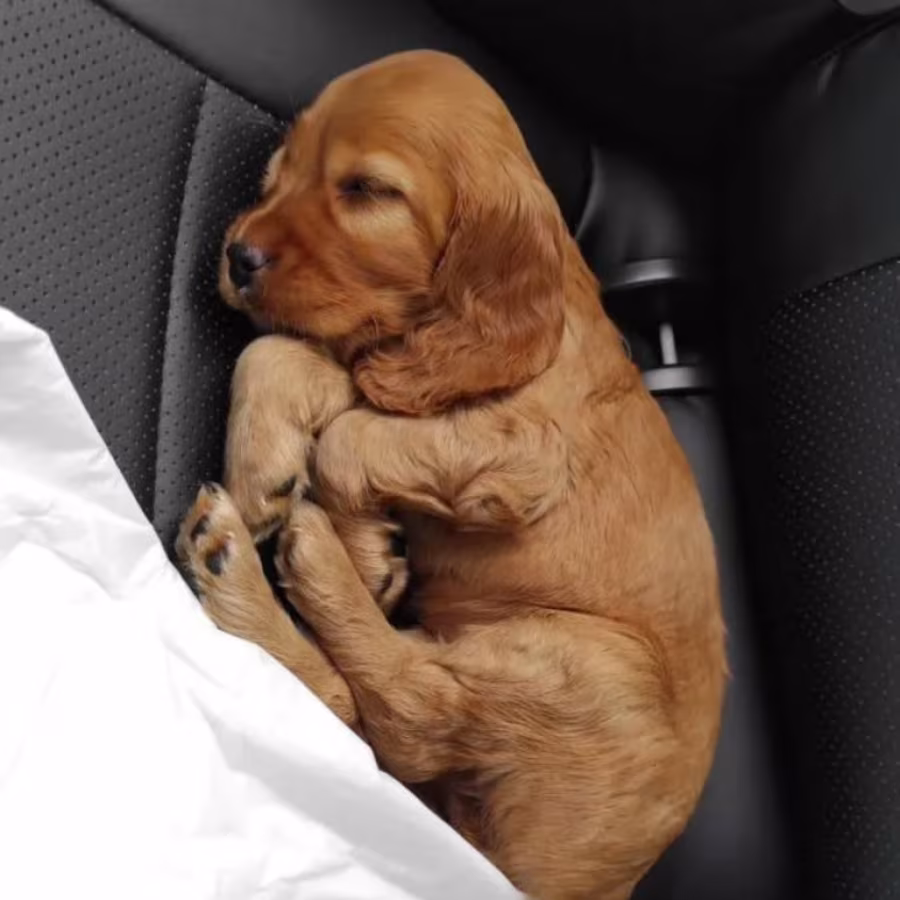 Cocker Spaniel Puppies for Sale in New York (NY)