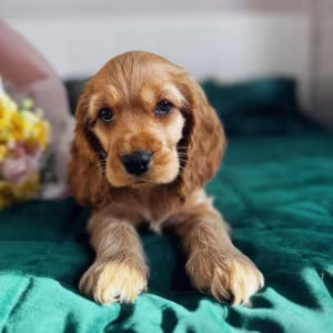Cocker Spaniel Puppies for Sale in New York (NY)