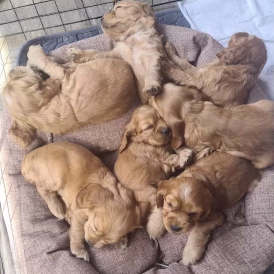 Cocker Spaniel Puppies for Sale in New York (NY)