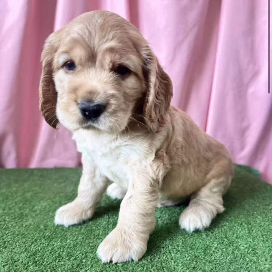 Cocker Spaniel Puppy for Sale in New York (NY)