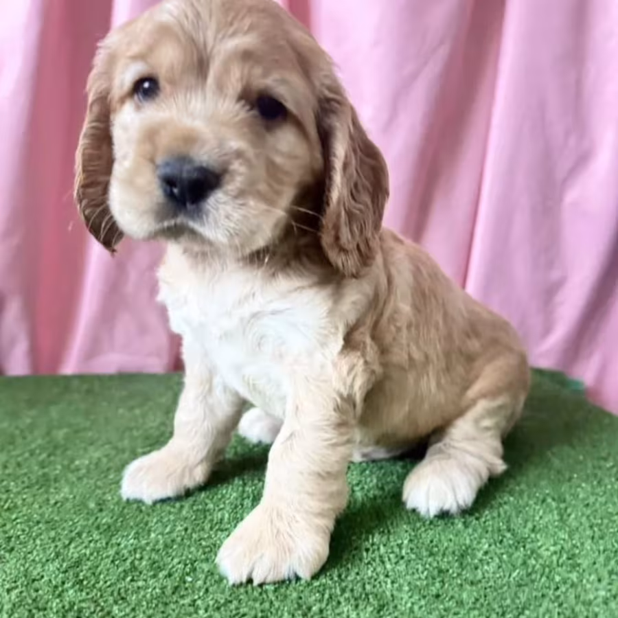 Cocker Spaniel Puppy for Sale in New York (NY)