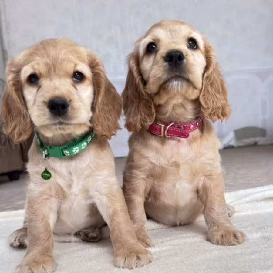 Cocker Spaniel Puppy for Sale in New York (NY)