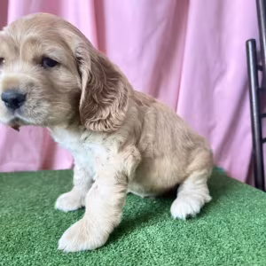 Cocker Spaniel Puppy for Sale in New York (NY)