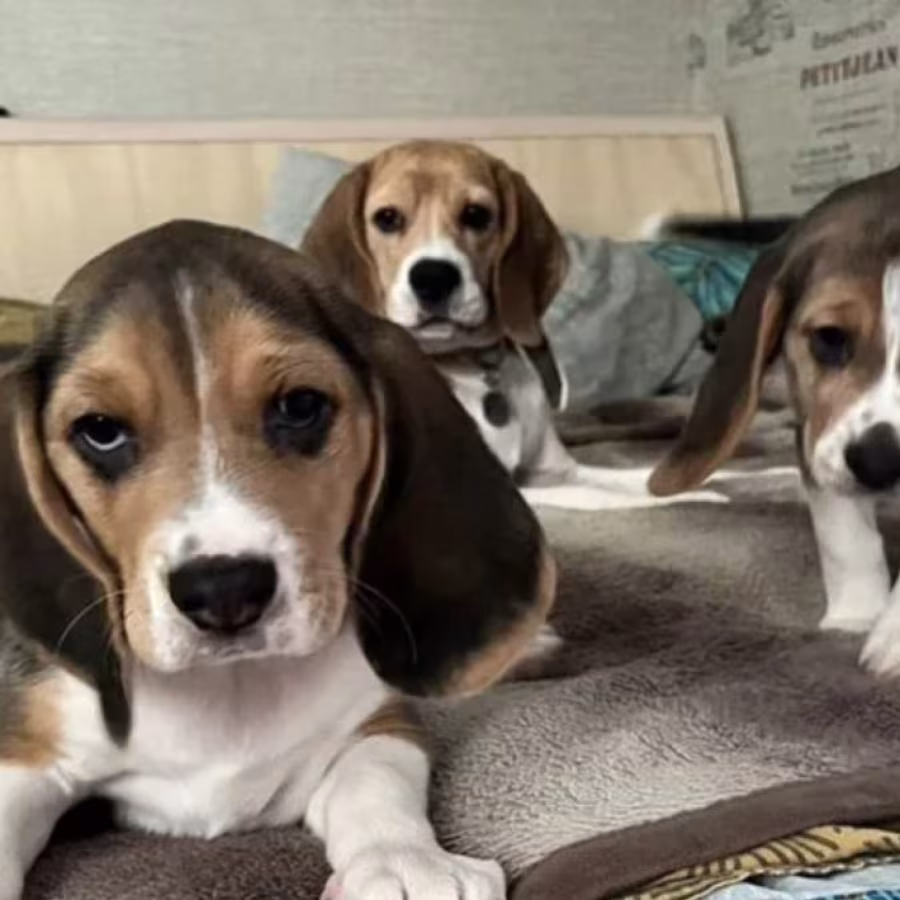 Beagle Puppies for Sale in Arizona (AZ)