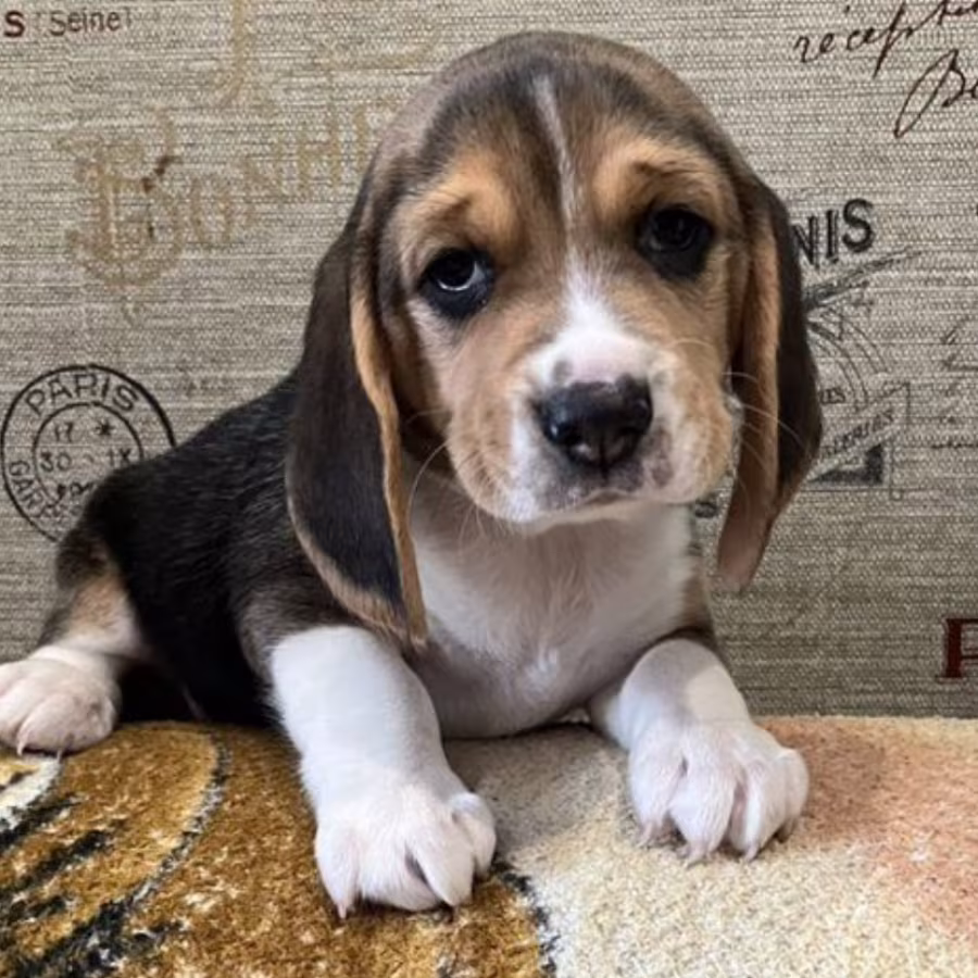 Beagle Puppies for Sale in Arizona (AZ)