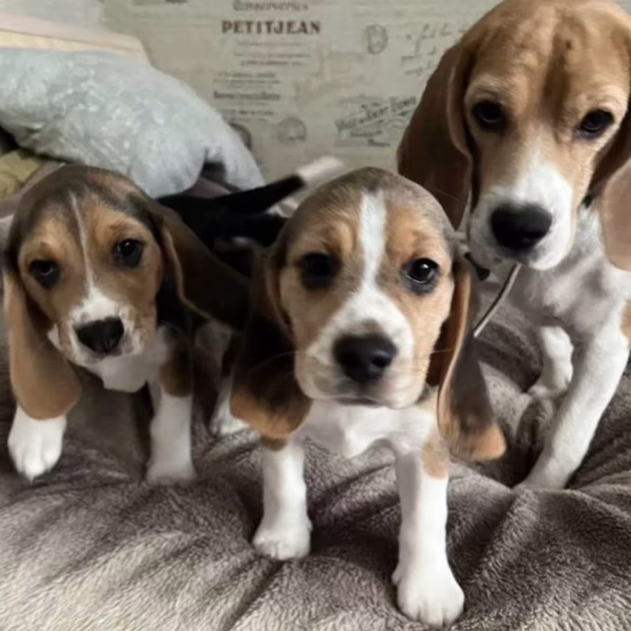 Beagle Puppies for Sale in Arizona (AZ)