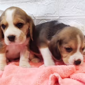 Beagle Puppies for Sale in Texas (TX)