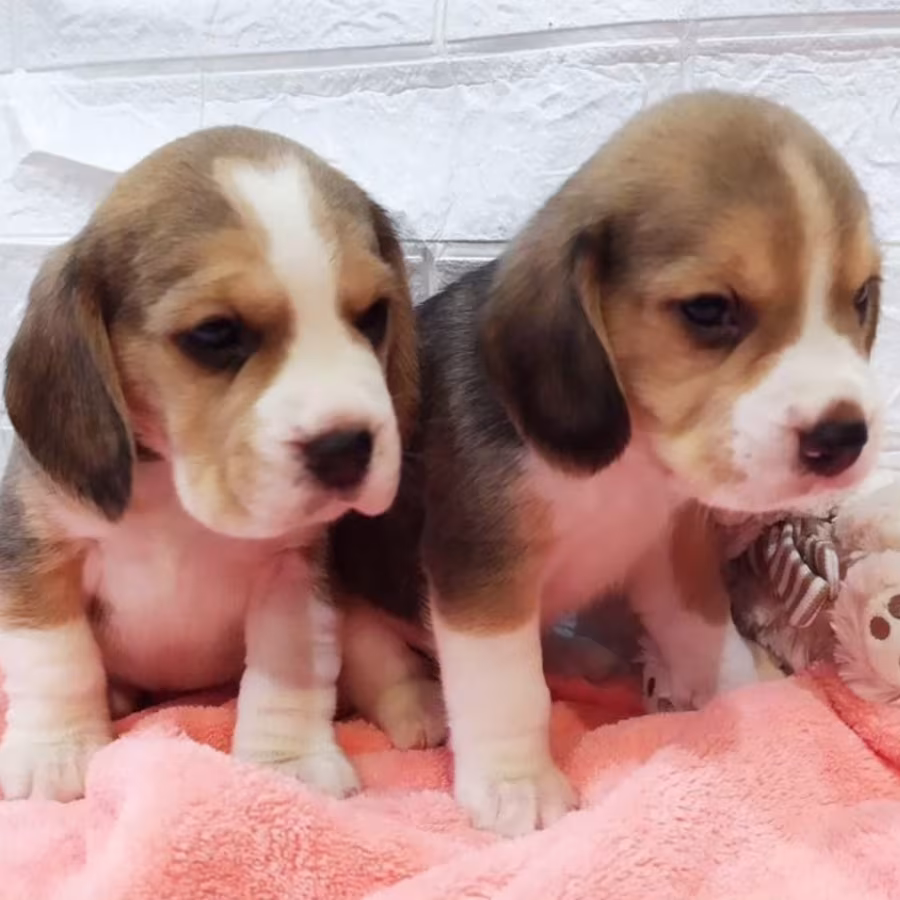 Beagle Puppies for Sale in Texas (TX)