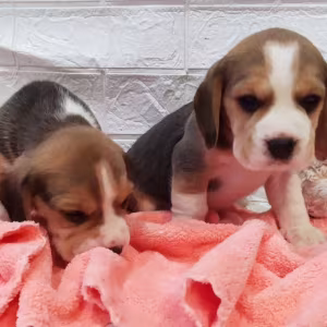 Beagle Puppies for Sale in Texas (TX)
