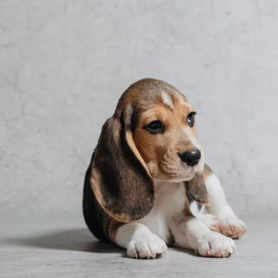 Beagle Puppy for Sale in Minnesota (MN)