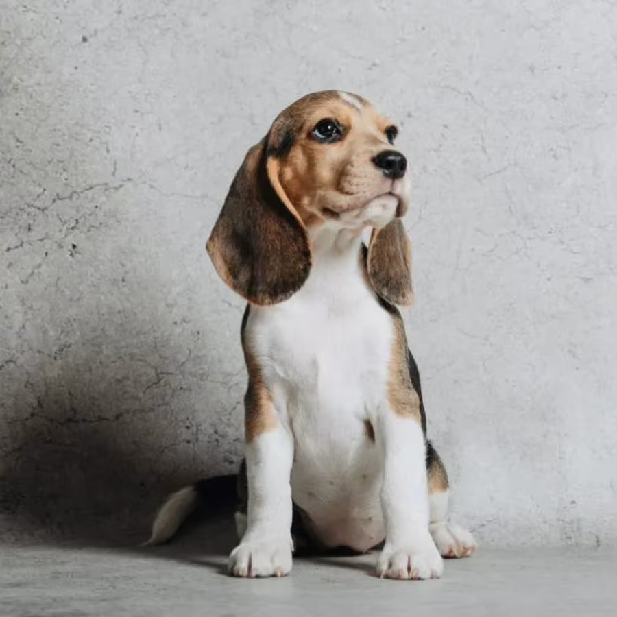 Beagle Puppy for Sale in Minnesota (MN)