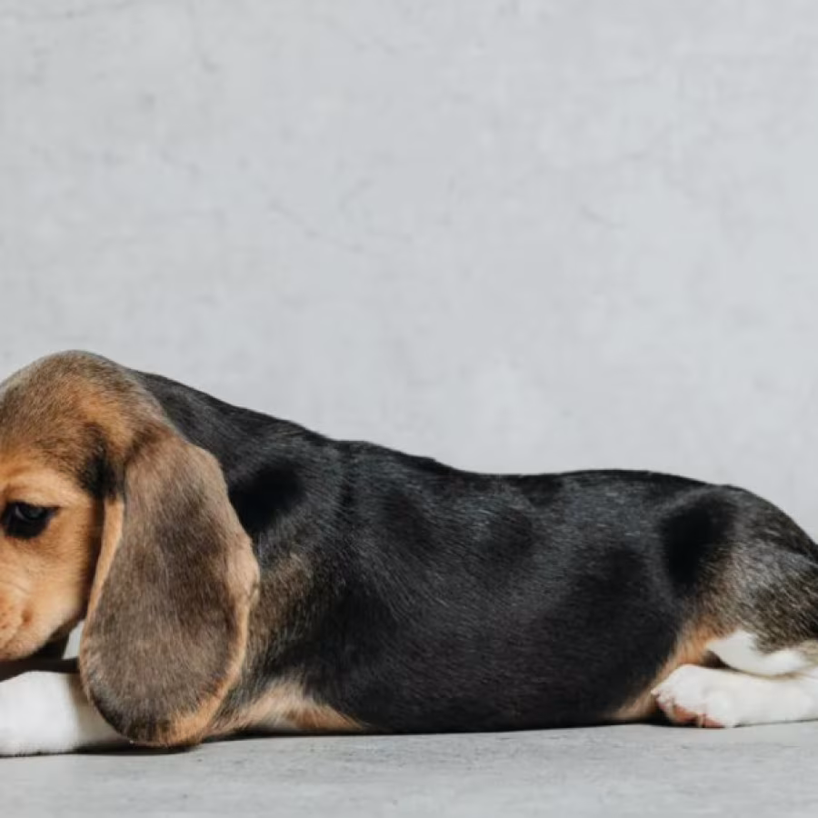 Beagle Puppy for Sale in Minnesota (MN)