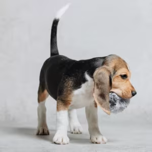 Beagle Puppy for Sale in Minnesota (MN)