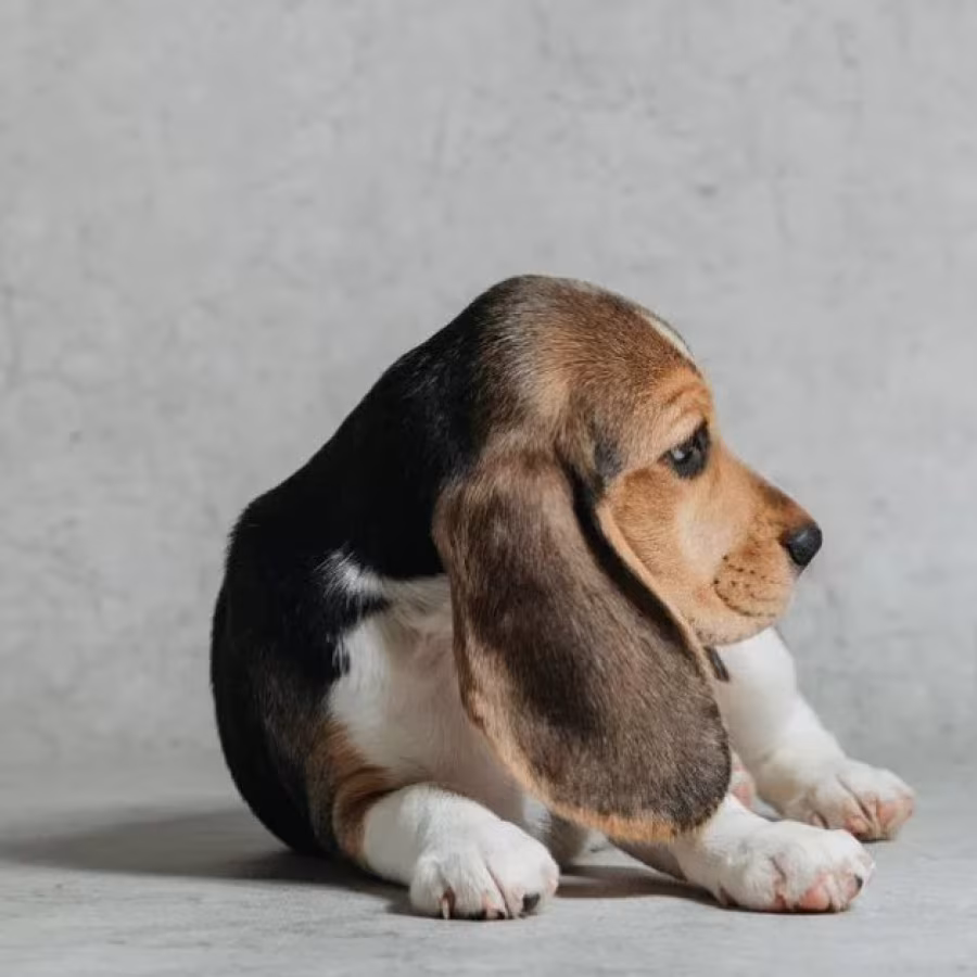 Beagle Puppy for Sale in Minnesota (MN)