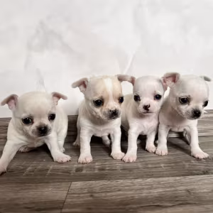 Chihuahua Puppies for Sale in Pennsylvania (PA)