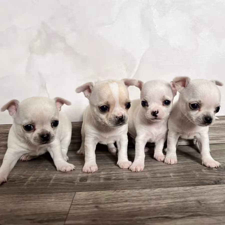Chihuahua Puppies for Sale in Pennsylvania (PA)