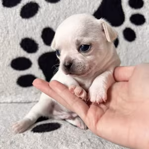 Chihuahua Puppies for Sale in Pennsylvania (PA)