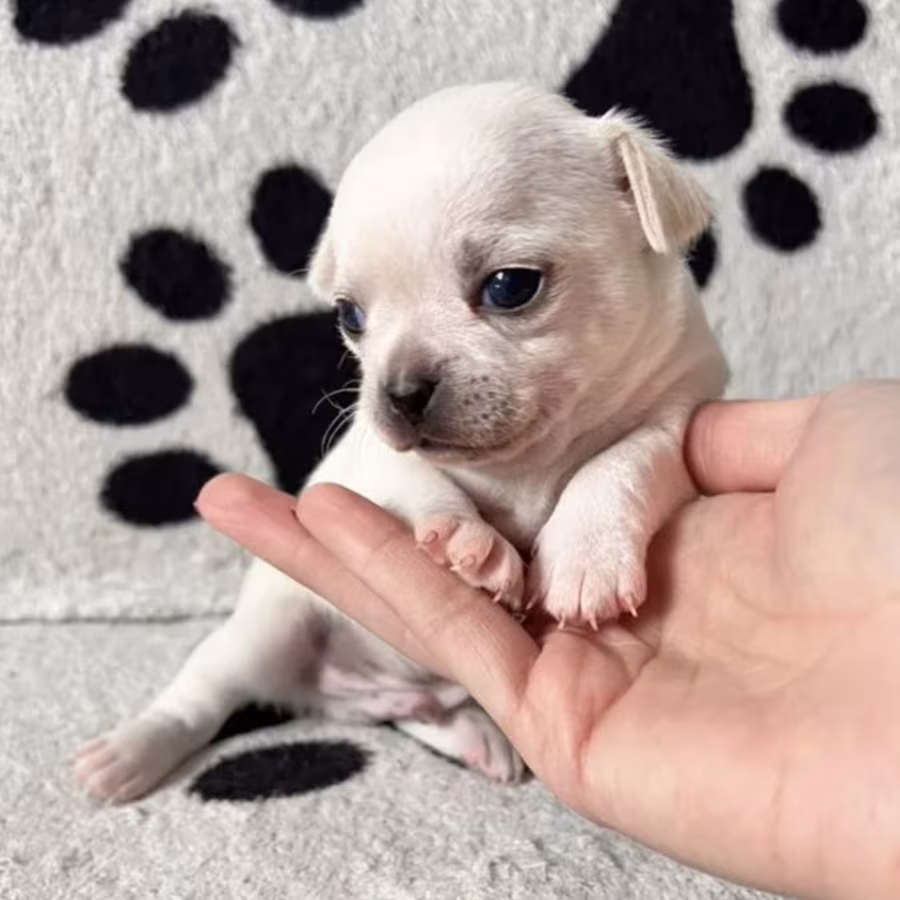 Chihuahua Puppies for Sale in Pennsylvania (PA)