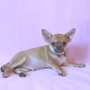 Adopt a Little Bundle of Joy Chihuahua Puppy for Sale