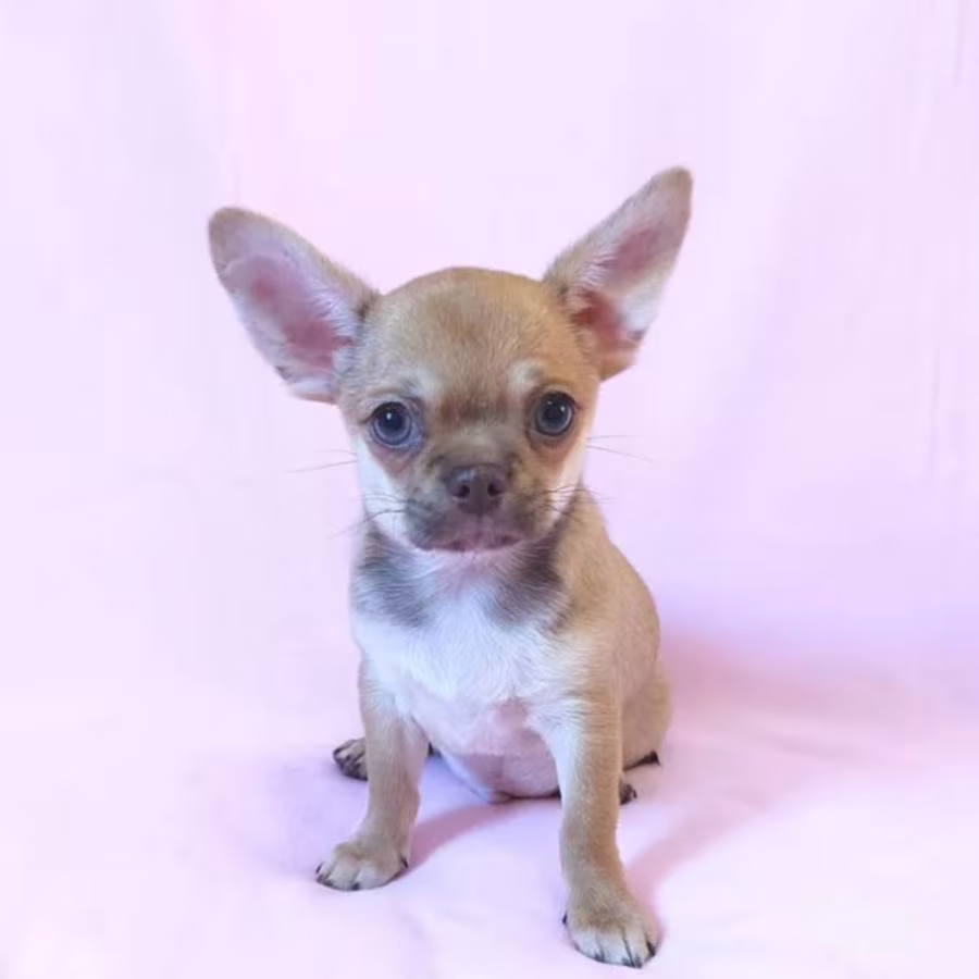 Adopt a Little Bundle of Joy Chihuahua Puppy for Sale