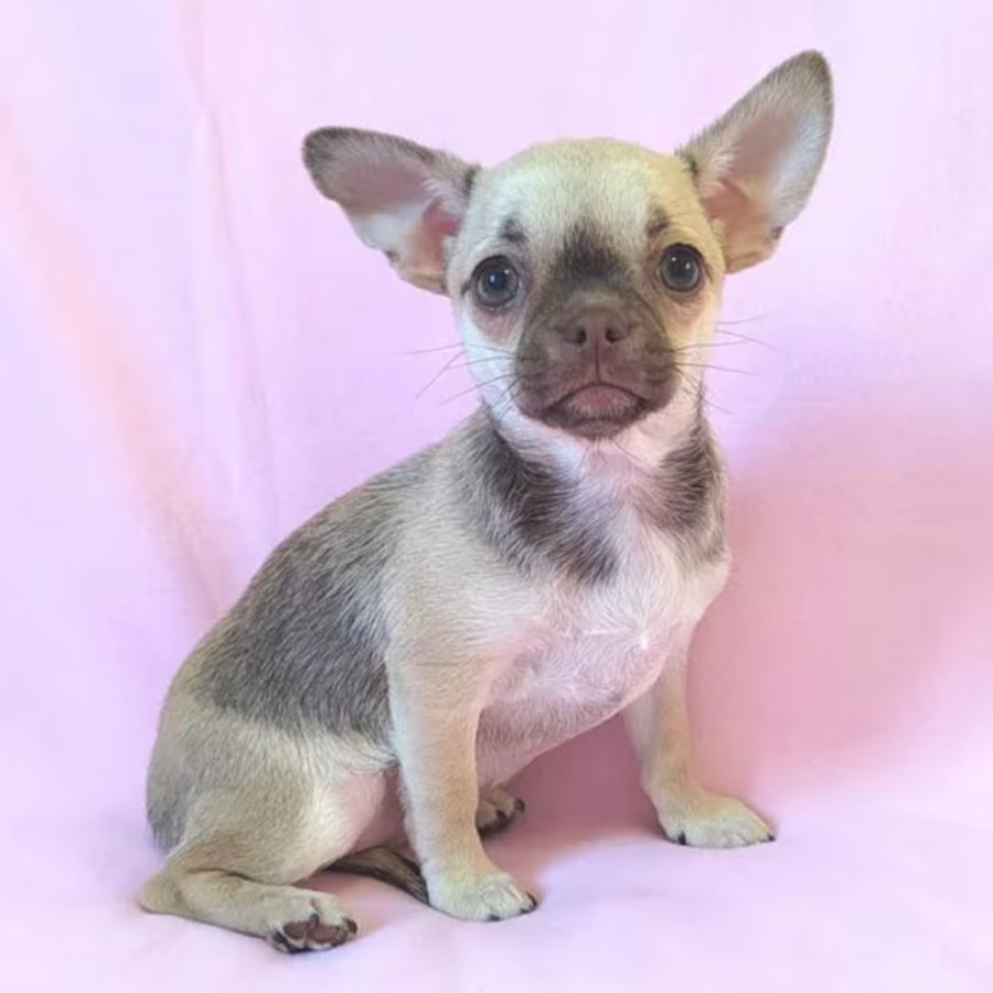 Adopt a Little Bundle of Joy Chihuahua Puppy for Sale