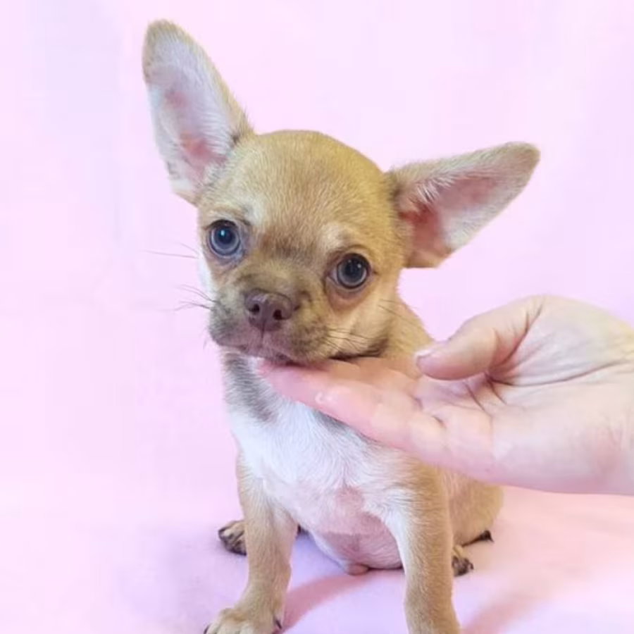 Adopt a Little Bundle of Joy Chihuahua Puppy for Sale