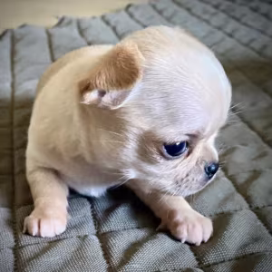 Chihuahua Puppies for Sale in Texas (TX)