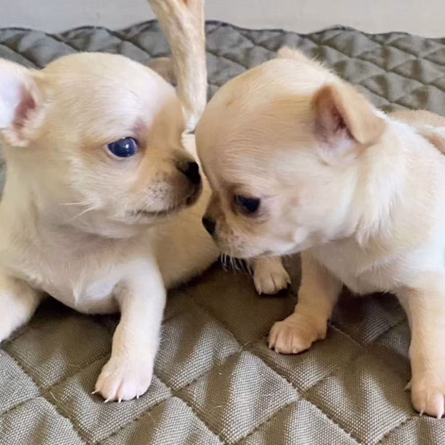 Chihuahua Puppies for Sale in Texas (TX)